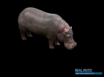 [陆生生物]一个不错的河马